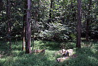 Common Five-lined Skink habitat