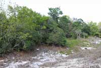 Florida Sand Skink habitat