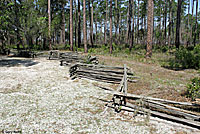 Eastern Fence Lizard Habitat