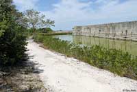 Eastern Six-lined Racerunner habitat