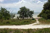 Eastern Six-lined Racerunner habitat