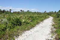 Eastern Six-lined Racerunner habitat