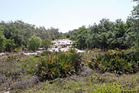 Florida Scrub Lizard habitat