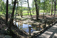 Common Five-lined Skink habitat