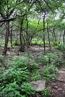 Short-lined Skink habitat