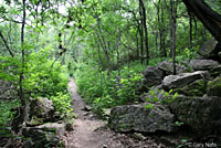 Short-lined Skink habitat