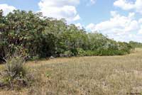 Southeastern Five-lined Skink habitat