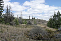 Northern Prairie Skink habitat