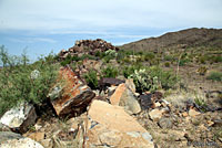 Big Bend Canyon Lizard habitat