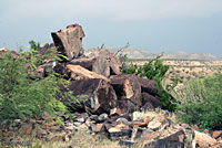 Big Bend Canyon Lizard habitat