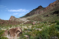 Presidio Canyon Lizard habitat