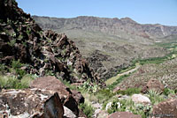 Presidio Canyon Lizard habitat