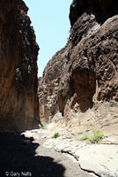 Presidio Canyon Lizard habitat