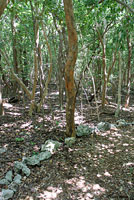 Brown Anole habitat