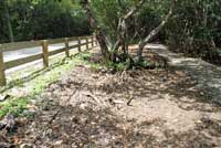 Florida Reef Gecko habitat