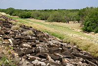 Blue Spiny Lizard habitat