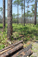 Eastern Fence Lizard Habitat