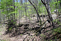 Eastern Fence Lizard Habitat