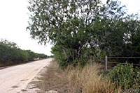 Texas Spiny Lizard habitat