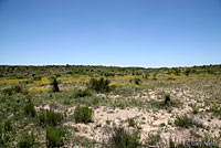 Big Bend Spotted Whiptail habitat