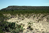 Big Bend Spotted Whiptail habitat