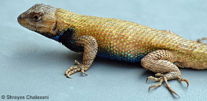 Eastern Fence Lizard - Sceloporus undulatus