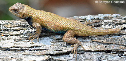 Eastern Fence Lizard - Sceloporus undulatus