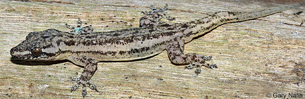 Common House Gecko