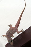 House Gecko