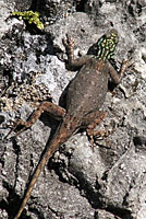 West African Rainbow Lizard