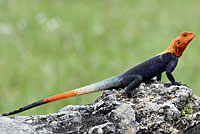 West African Rainbow Lizard