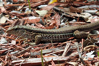 Giant Ameiva