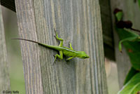 Northern Green Anole