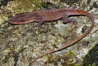 Northern Green Anole