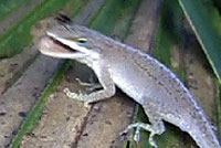 Northern Green Anole