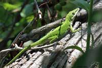 Northern Green Anole