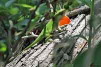 Northern Green Anole