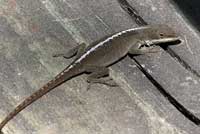 Northern Green Anole