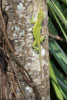 Northern Green Anole