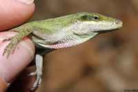 Northern Green Anole