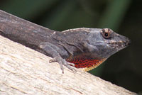 Puerto Rican Crested Anole