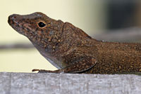 Puerto Rican Crested Anole