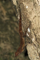 Puerto Rican Crested Anole