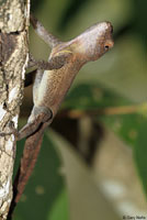 Puerto Rican Crested Anole