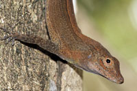 Puerto Rican Crested Anole