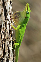 Southern Green Anole