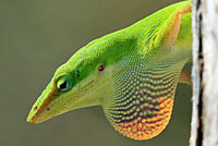 Southern Green Anole