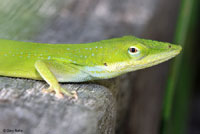 Southern Green Anole