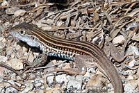 Texas Spotted Whiptail