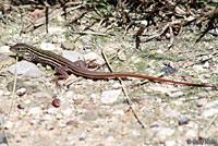 Texas Spotted Whiptail